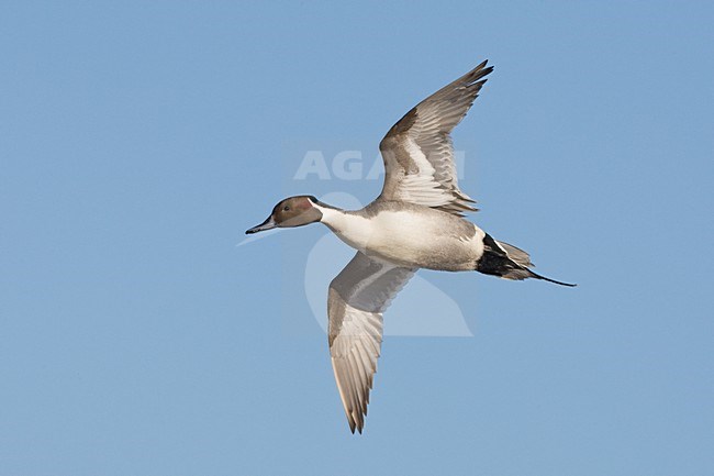 Pijlstaart in vlucht; Northern Pintail in flight stock-image by Agami/Jari Peltomäki,