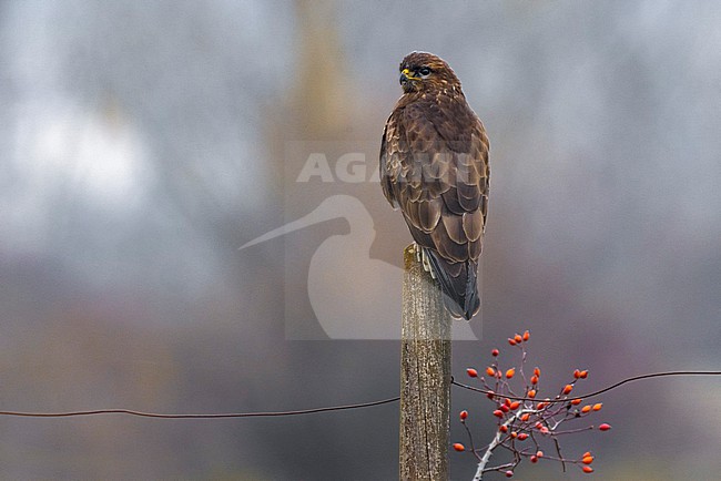 Common Buzzard, Buteo buteo buteo, in Italy. stock-image by Agami/Daniele Occhiato,