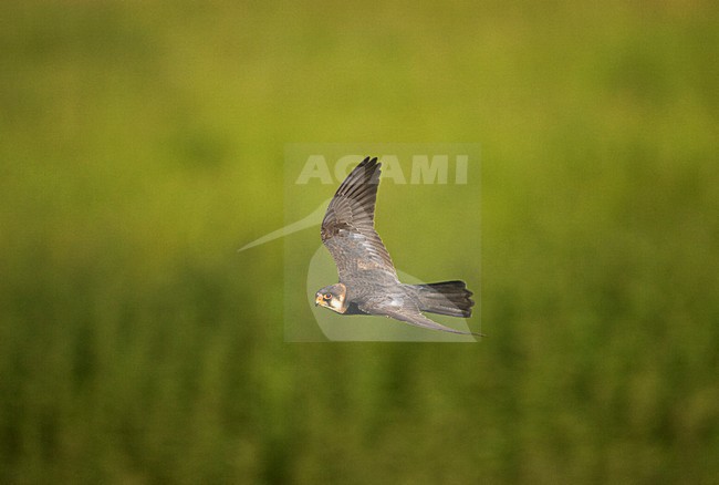 Roodpootvalk man vliegend; Red-footed Falcon male flying stock-image by Agami/Marc Guyt,