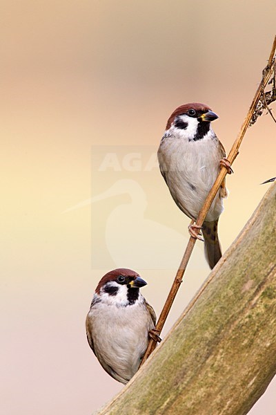 Ringmus zittend op takje, Eurasian Tree Sparrow perched on a small branch stock-image by Agami/Roy de Haas,