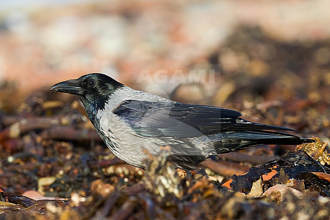 Bonte Kraai, Hooded Crow, Corvus cornix hybrid calling on beach stock-image by Agami/Menno van Duijn,