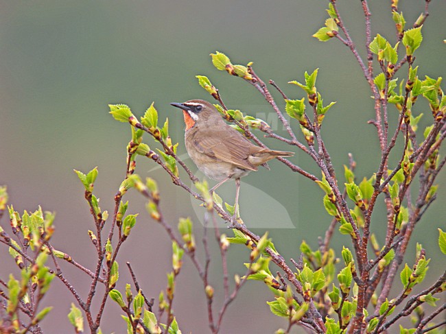 Roodkeelnachtegaal man zittend; Siberian Rubythroat male perched stock-image by Agami/Pete Morris,