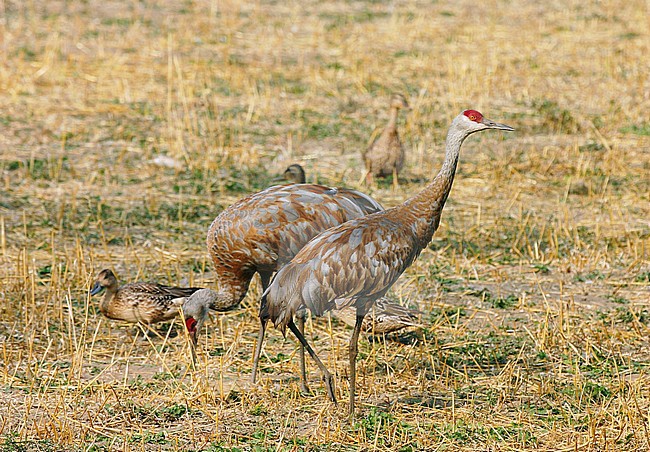 Sandhill Crane (Antigone canadensis canadensis) staging in interior Alaska after breeding in the arctic stock-image by Agami/Edwin Winkel,
