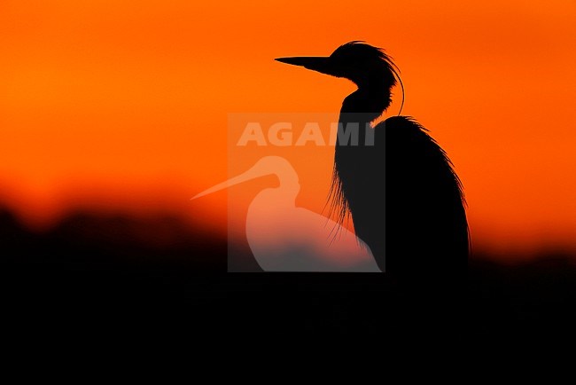 sunrise and a Grey Heron stock-image by Agami/Chris van Rijswijk,