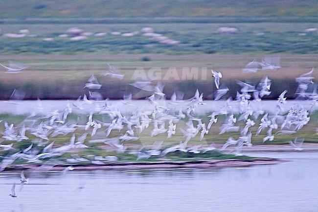 Grote Stern groep vliegend; Sandwich Tern group flying stock-image by Agami/Harvey van Diek,