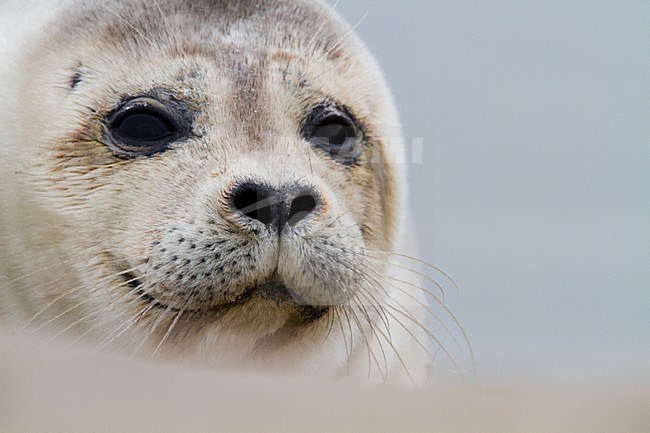 Gewone zeehond beeldvullend; Harbour Seal close-up stock-image by Agami/Menno van Duijn,