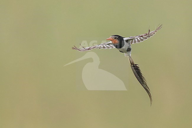 Male Strange-tailed Tyrant (Alectrurus risora) in display flight over natural grassland at Ibera marshes in Argentina. stock-image by Agami/Dubi Shapiro,