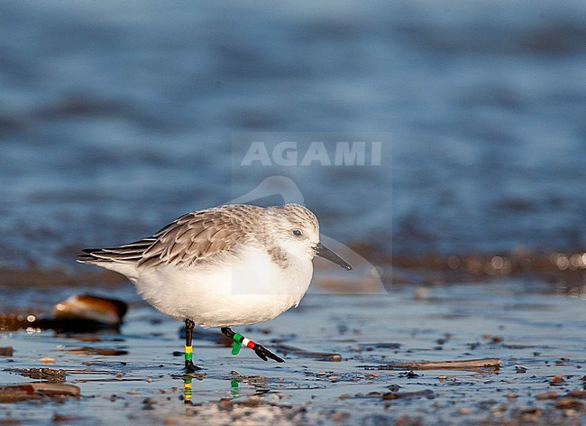 Color banded Sanderling (Calidris alba) in winter plumage walking over the beach of Katwijk in the Netherlands. Just before the water edge. stock-image by Agami/Marc Guyt,