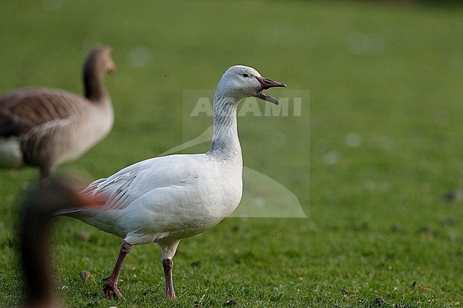 Greater Snow Goose, Chen caerulescens atlanticus (2cy), Gentofte, Denmark stock-image by Agami/Helge Sorensen,