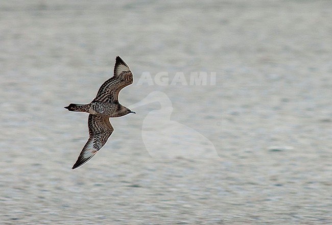 Immature Arctic Skua (Stercorarius parasiticus) on Vlieland, Netherlands. Flying over the beach. stock-image by Agami/Marc Guyt,