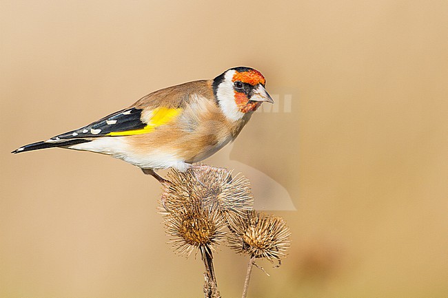 European Goldfinch, Putter, Carduelis carduelis feeding on Burdock stock-image by Agami/Menno van Duijn,