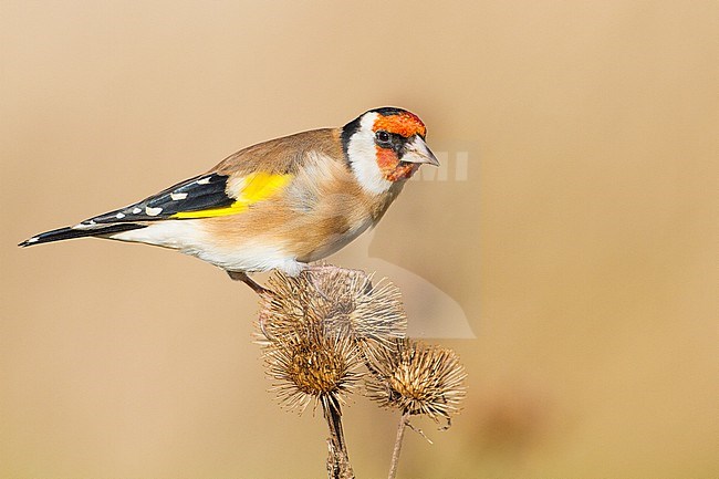 European Goldfinch, Putter, Carduelis carduelis feeding on Burdock stock-image by Agami/Menno van Duijn,