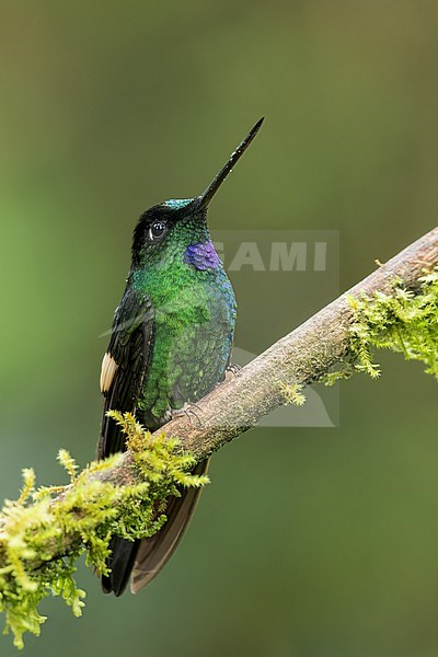 Buff-winged Starfrontlet (Coeligena lutetiae) perched on a branch in Colombia, South America. stock-image by Agami/Glenn Bartley,