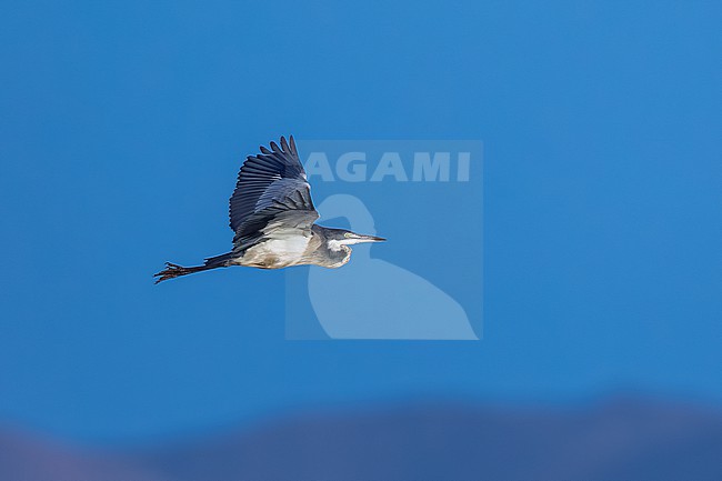 Immature Black-headed Heron (Ardea melanocephala) flying over Mindelo sewage ponds, Mindelo, Sao Vicente, Cape Verde. stock-image by Agami/Vincent Legrand,