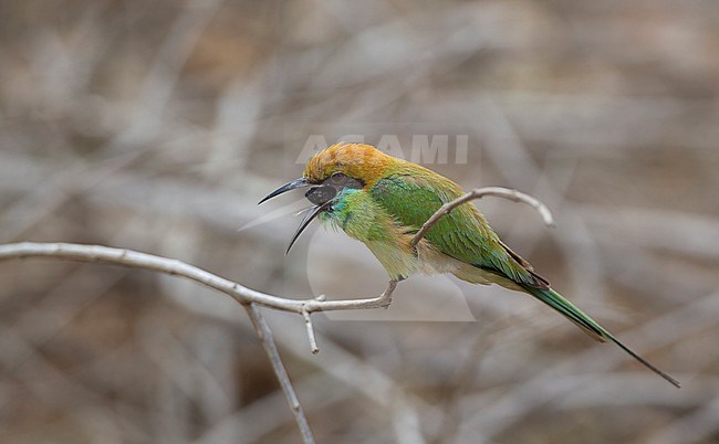 Asian Bee-eater (Merops orientalis ferrugeiceps) regurgitating a pellet at Petchaburi, Thailand. Formerly known as Green Bee-eater. stock-image by Agami/Helge Sorensen,