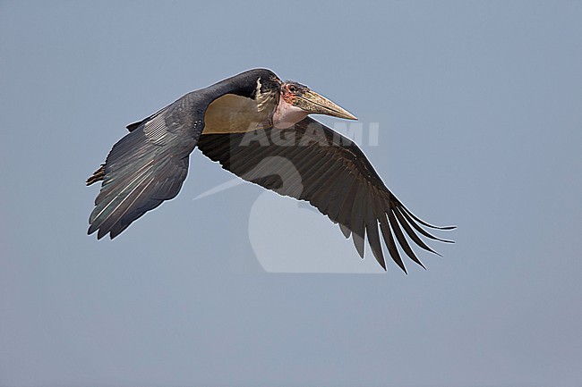 Flying adult marabou stork (Leptoptilos crumenifer) above Lake Albert in Uganda stock-image by Agami/Mathias Putze,