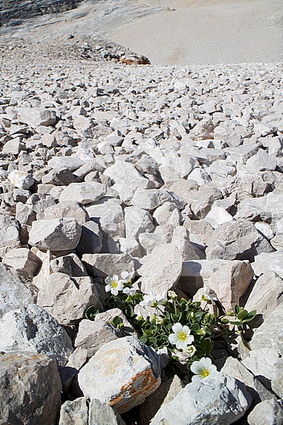 Broad-leaved Mouse-ear (Cerastium latifolium) is a high alpine plant specialized growing in rock fans stock-image by Agami/Mathias Putze,