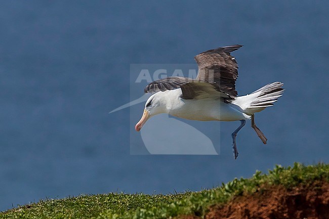 Famous returning adult Black-browed Albatross on Heligoland, Germany. stock-image by Agami/Vincent Legrand,
