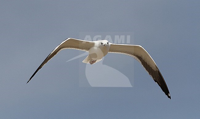  stock-image by Agami/James Eaton,
