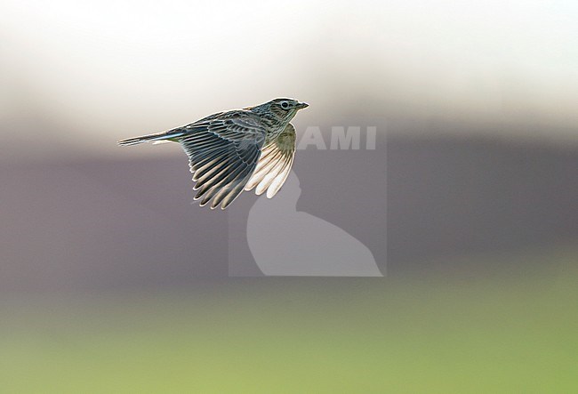 Eurasian Skylark (Alauda arvensis) flying, migrating low over fields in sideview and in backlighting stock-image by Agami/Ran Schols,