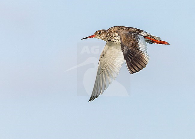 Adult Common Redshank, Tringa totanus, in flight in the Netherlands. stock-image by Agami/Marc Guyt,