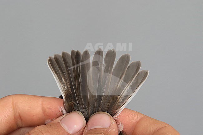 Tail of a first-winter Collared Flycatcher (Ficedula albicollis) caught at the Ottenby Bird Observatory ringing station situated at the southern point of the Baltic island Öland in south-east Sweden. stock-image by Agami/Magnus Hellström,