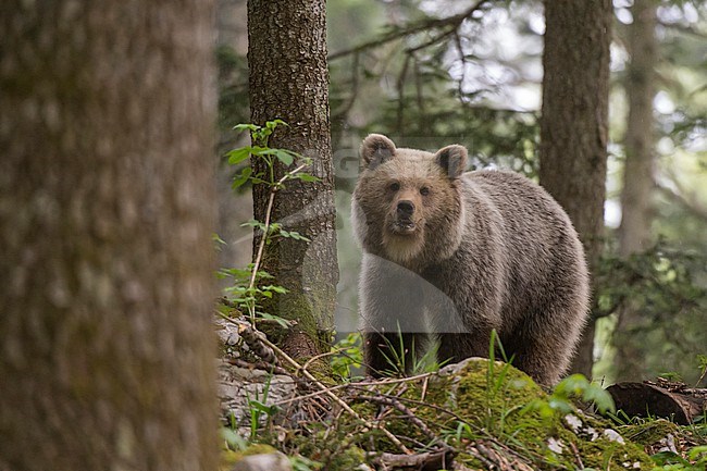 A European brown bear, Ursus arctos, standing and looking at the camera. Notranjska forest, Inner Carniola, Slovenia stock-image by Agami/Sergio Pitamitz,