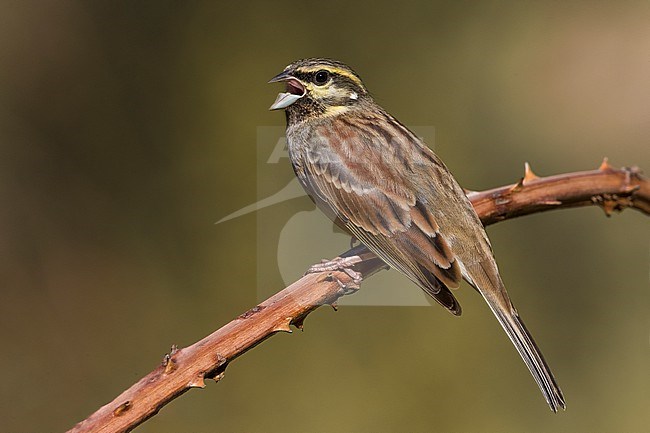 Male Cirl Bunting (Emberiza cirlus) in Italy. Perched on a twig. stock-image by Agami/Daniele Occhiato,