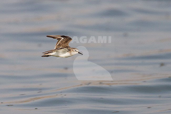 Little Stint - Zwergstrandläufer - Calidris minuta, Oman, adult stock-image by Agami/Ralph Martin,
