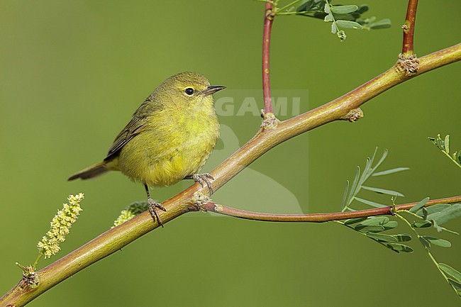 Adult 
Riverside Co., CA
April 2017 stock-image by Agami/Brian E Small,