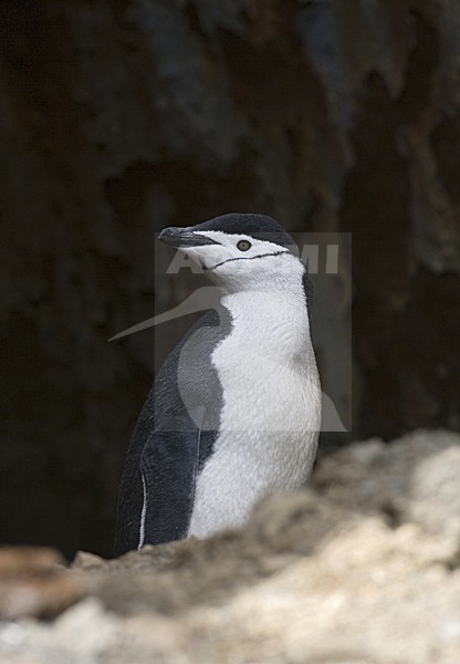 Chinstrap Penguin; Keelbandpinguin stock-image by Agami/Marc Guyt,