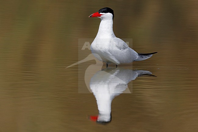 Volwassen Reuzenstern in zomerkleed; Adult summer Caspian Tern stock-image by Agami/Daniele Occhiato,