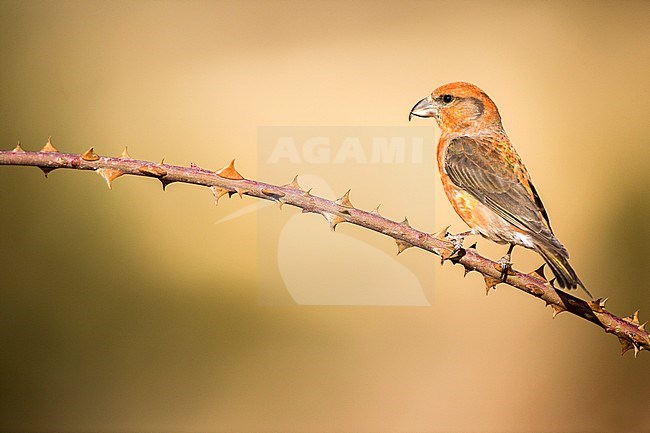 Red Crossbill, Kruisbek, Loxia curvirostra stock-image by Agami/Oscar Díez,