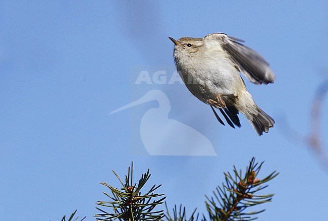 Wintering Hume's Leaf Warbler (Phylloscopus humei) at Scania, Sweden. stock-image by Agami/Helge Sorensen,