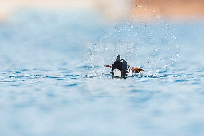 Adult male Common Goldeneye (Bucephala clangula) showing  courtship display behaviour on a freshwater lake in Germany during early spring. stock-image by Agami/Ralph Martin,