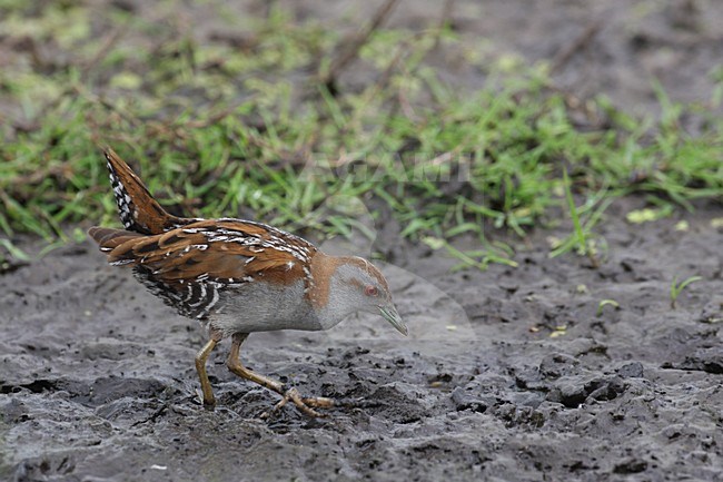 Kleinst Waterhoen in Nederland; Baillons Crake in Netherlands stock-image by Agami/Chris van Rijswijk,