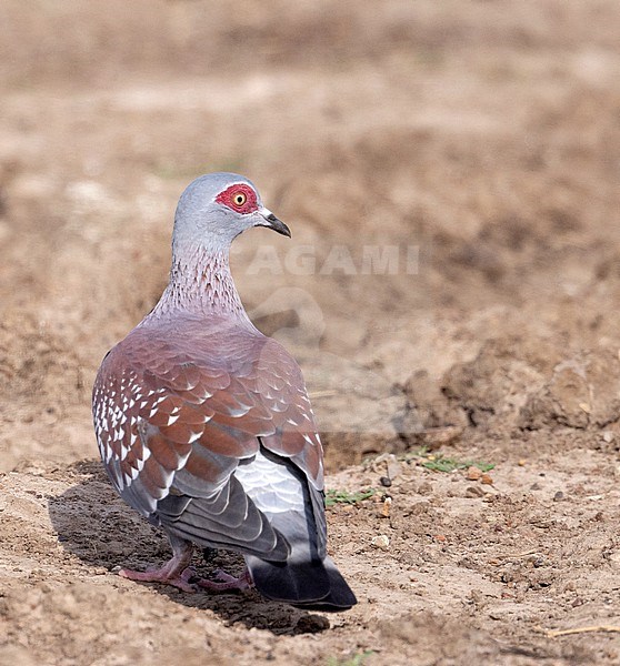 Speckled pigeon (Columba guinea guinea), also known as African rock pigeon or Guinea pigeon. Standing on the ground in Nairobi, Kenya. stock-image by Agami/Ian Davies,