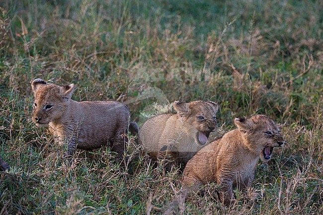 Three 45-50 days old lion cubs, Panthera leo, hiding in the grass. Ndutu, Ngorongoro Conservation Area, Tanzania. stock-image by Agami/Sergio Pitamitz,