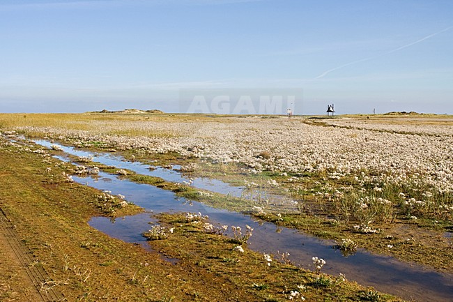 Getijdegebied Vliehorst op Vlieland; Tidal plains on Vlieland stock-image by Agami/Marc Guyt,