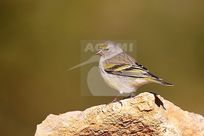 Citril Finch on a rock stock-image by Agami/Chris van Rijswijk,