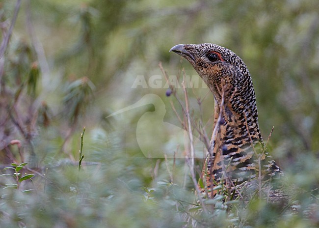 Vrouwtje Auerhoen op de grond; Female Western Capercaillie on the ground stock-image by Agami/Markus Varesvuo,