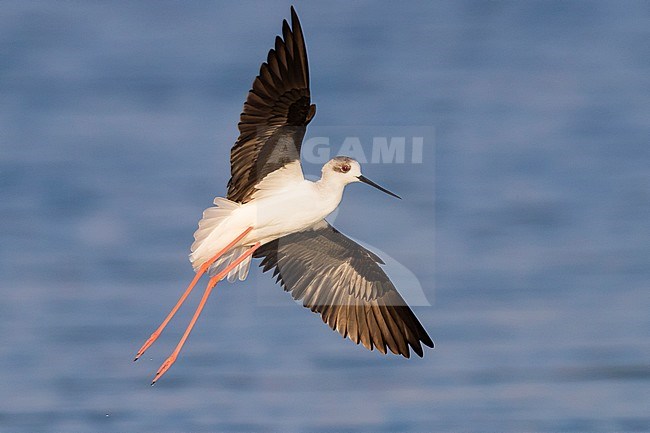 Black-winged Stilt (Himantopus himantopus), adult in flight in Oman stock-image by Agami/Saverio Gatto,