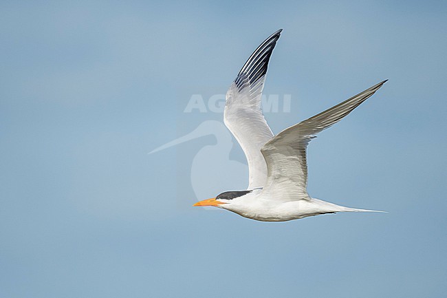 Adult breeding
Galveston Co., TX
April 2019 stock-image by Agami/Brian E Small,