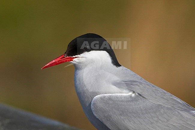 Noordse Stern, Arctic Tern, Sterna paradisaea stock-image by Agami/Jari Peltomäki,