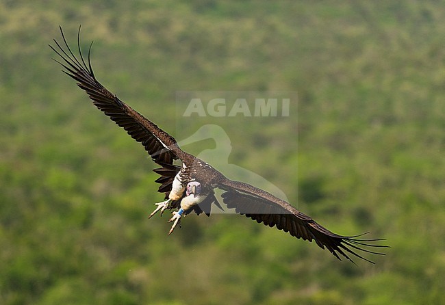 Lappet-faced Vulture (Torgos tracheliotus) landing in Mkuze stock-image by Agami/Bence Mate,