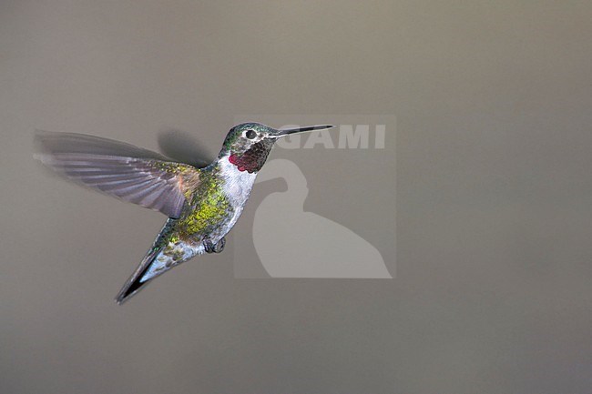 Adult male Broad-tailed Hummingbird (Selasphorus platycercus) in flight in Cochise Co., Arizona in USA during spring. stock-image by Agami/Brian E Small,