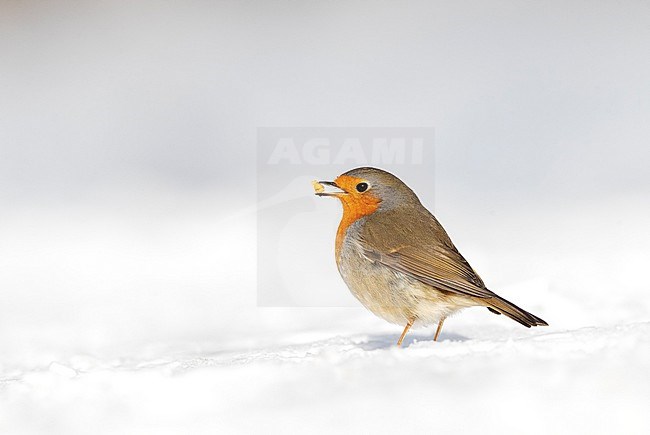 European Robin (Erithacus rubecula) wintering in Katwijk, Netherlands. Standing on the ground during a cold winter. stock-image by Agami/Marc Guyt,
