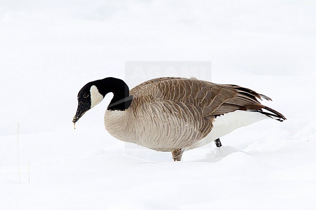 Canada Goose (Branta canadensis) standing in snow in Yellowstone National Park (USA). stock-image by Agami/Oscar Díez,
