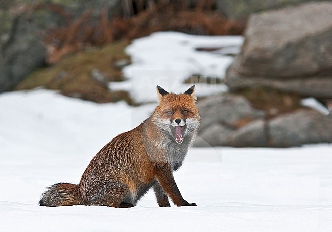 Yawning Red Fox (Vulpes vulpes) in the snow in Italy during cold winter. stock-image by Agami/Alain Ghignone,