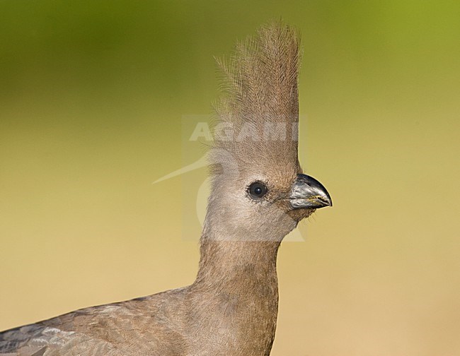 Vale Toerako, Grey Go-Away-Bird, Corythaixoides concolor stock-image by Agami/Marc Guyt,